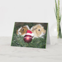 Happy Holidays Guinea Pig Card