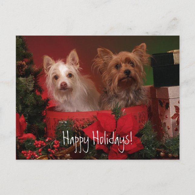 Happy Holidays Yorkie and Friends Holiday Postcard (Front)