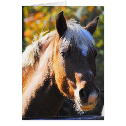 Happy Horse Cards (Front)