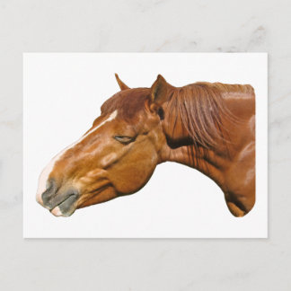Happy horse postcard