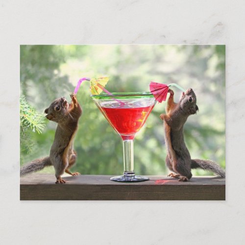 Happy Hour Squirrels Postcard