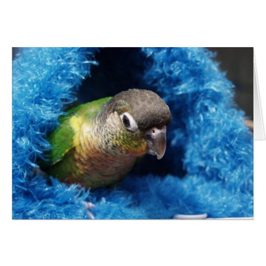 happy hut (Front Horizontal)