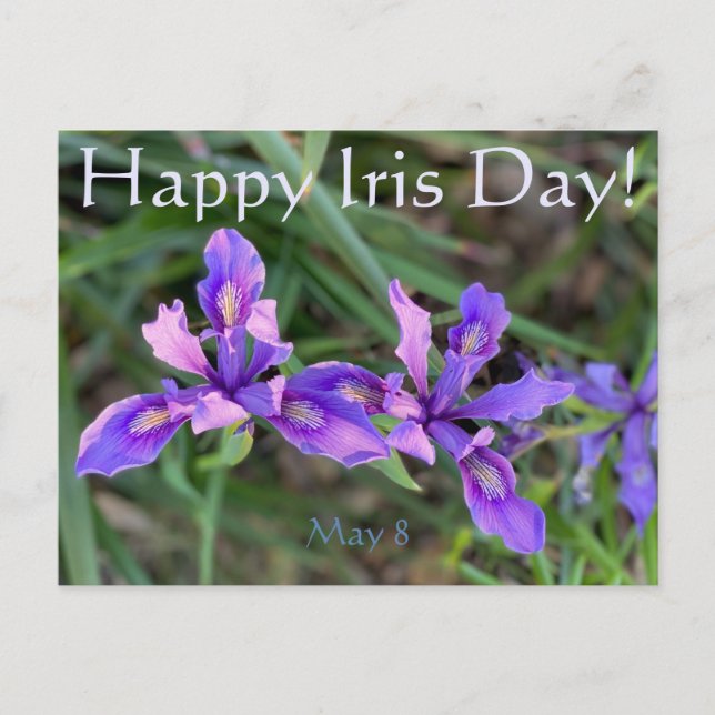 Happy Iris Day! Postcard (Front)
