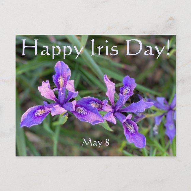 Happy Iris Day! Postcard (Front)
