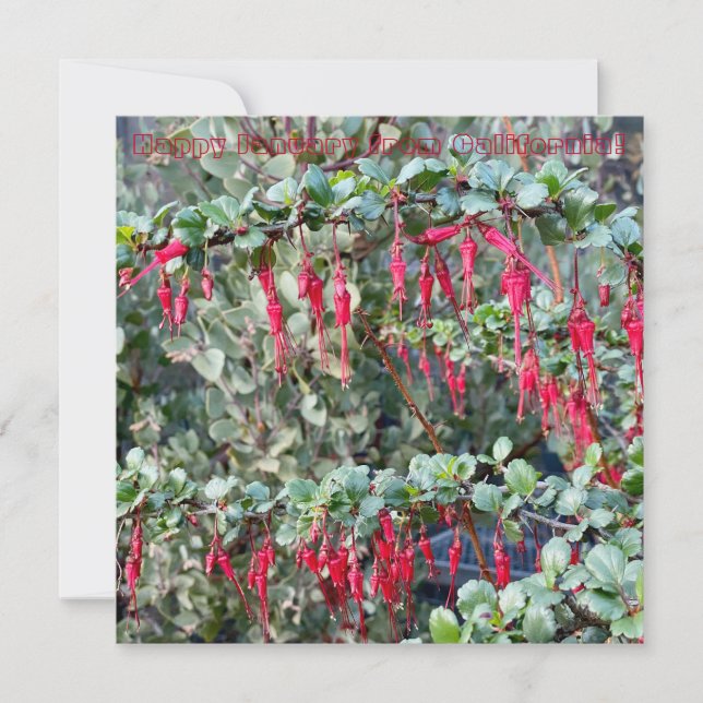 Happy January from California! Note Card (Front)