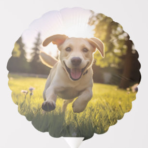 Happy Labrador Puppy Running Balloon