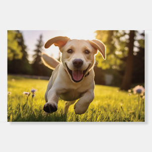 Happy Labrador Puppy Running  Foam Board