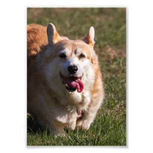 Happy Lady (Corgi) Close-up Photo Print