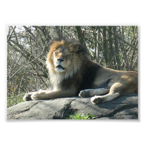 Happy Lion Photo Print