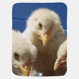 happy little chicken chick receiving blanket
