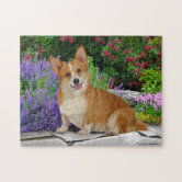 Portrait Of Black, Brown And White Corgi Jigsaw Puzzle by M Photo 