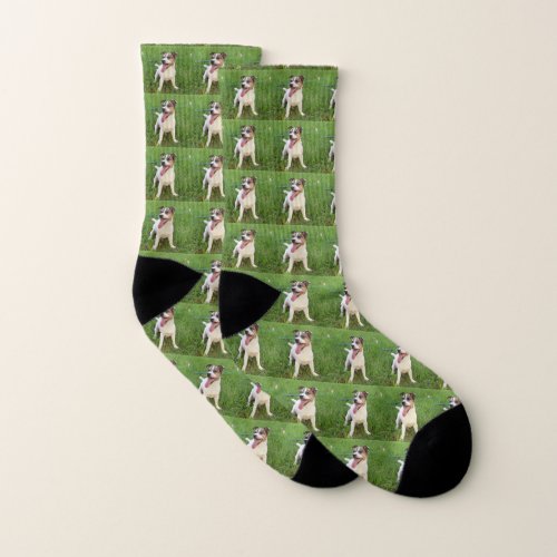 Happy Little Fox Terrier Socks