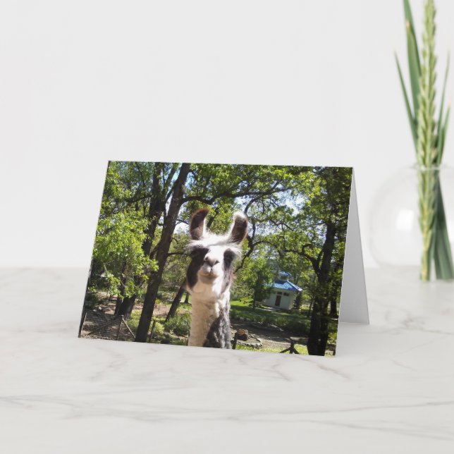 Happy Llama Card (Front)