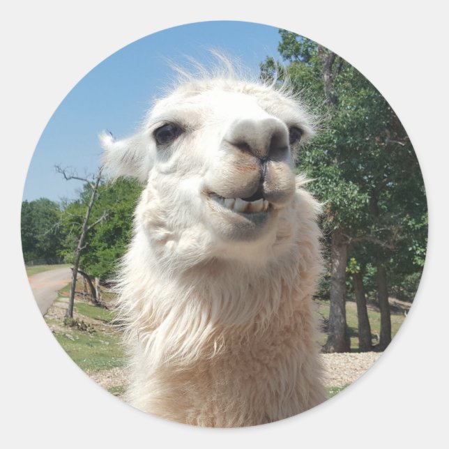 Happy Llama Classic Round Sticker (Front)