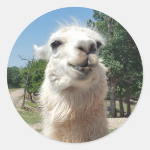 Happy Llama Classic Round Sticker