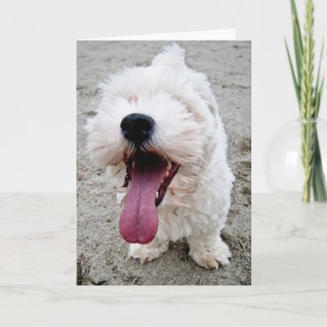 Happy Malteese Puppy Card (Front)