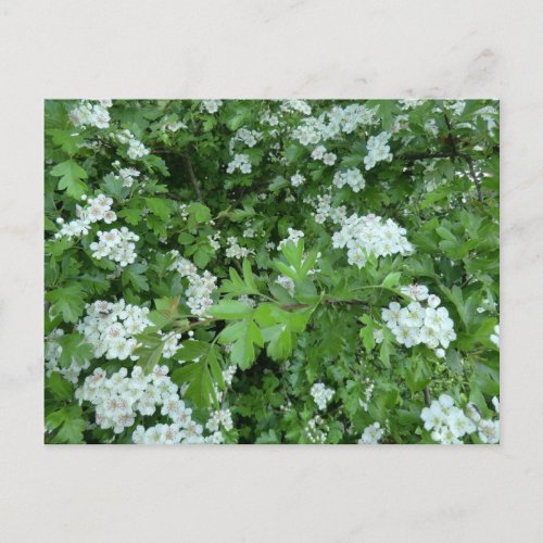 Happy May Day Postcard with Hawthorn Bloom