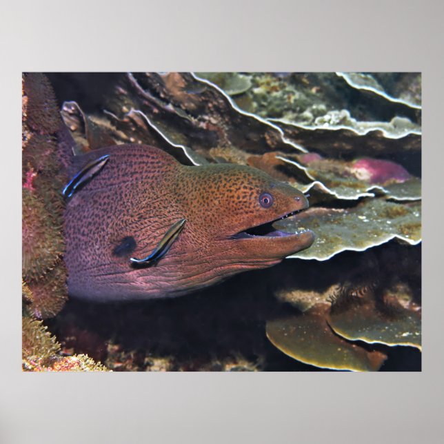 Happy Moray Cleaning Poster (Front)