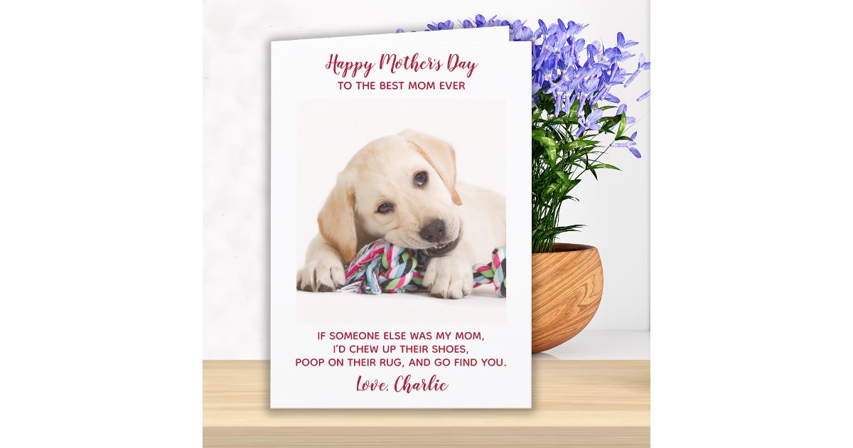Happy Mothers Day Best Mom Ever Pet Dog Photo Holiday Card | Zazzle