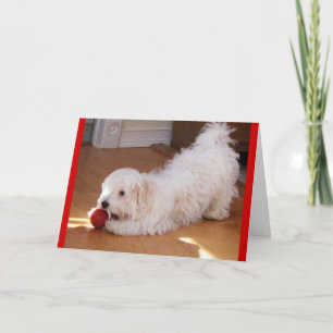 Happy Mother's Day - Havanese puppy Card