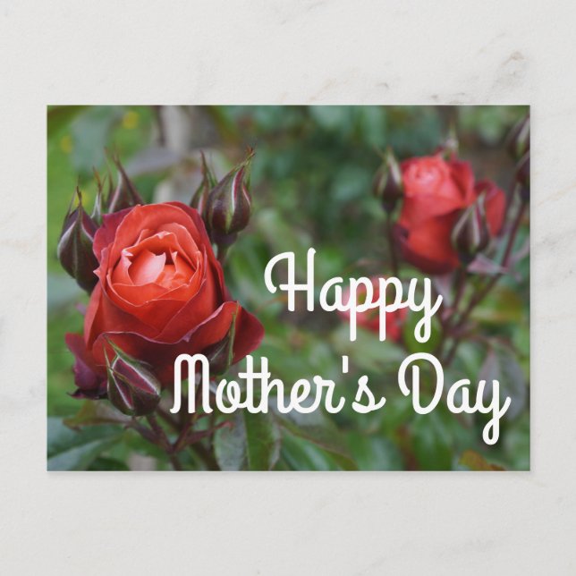 Happy Mother's Day Hot Cocoa Rose #1 Postcard (Front)