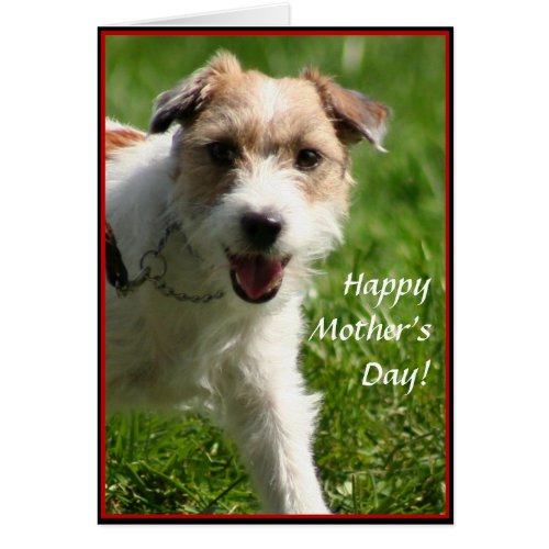 Happy Mothers Day Jack Russell Terrier card