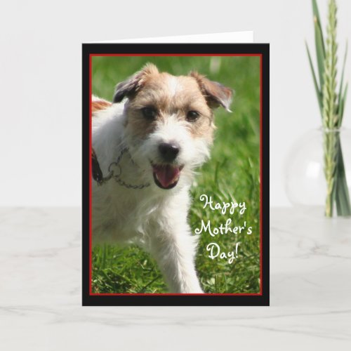 Happy Mothers Day Jack Russell Terrier card