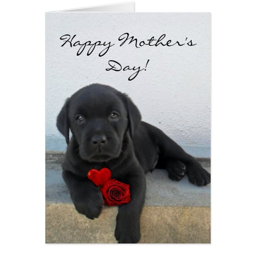 Happy Mother's Day Labrador puppy card | Zazzle