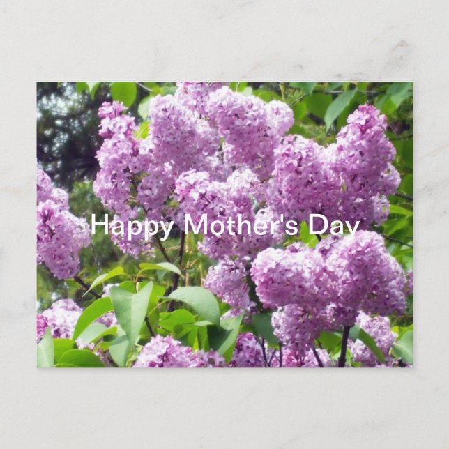 Happy Mother's Day-Lilac Bush Postcard (Front)