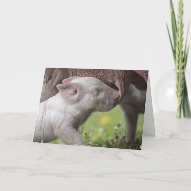 Happy Mother's Day Nursing Piglet Card (Front)