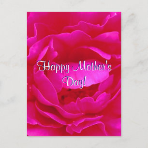 Happy Mother's Day Pink Rose Postcard