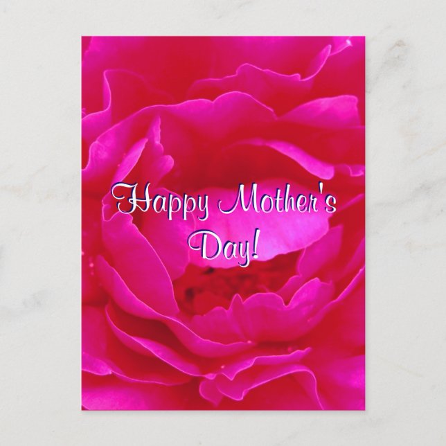 Happy Mother's Day Pink Rose Postcard (Front)
