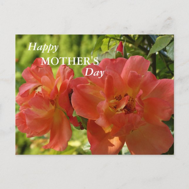 Happy Mother's day Pink Roses Postcard (Front)