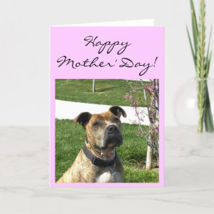 Happy Mother's Day Pitbull greeting card