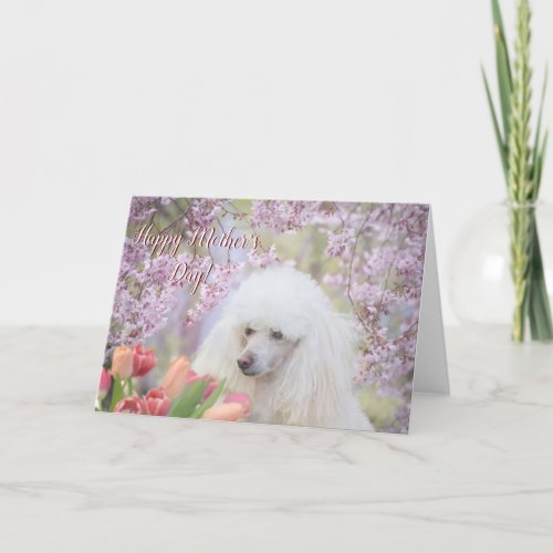 Happy Mothers Day Poodle dog greeting card