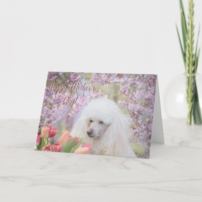Happy Mother's Day Poodle dog greeting card (Front)
