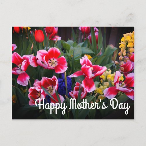 Happy Mothers Day Red and White Tulips Postcard