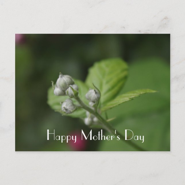 Happy Mother's Day, summer wild raspberry flower Postcard (Front)
