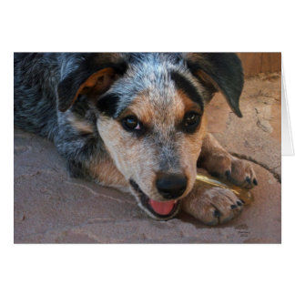 Happy Mother's Day to Best Mom - Dog Lover Card
