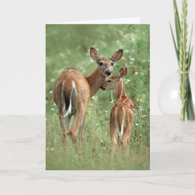 Happy Mother's Day White-Tailed Deer Fawn Card (Front)