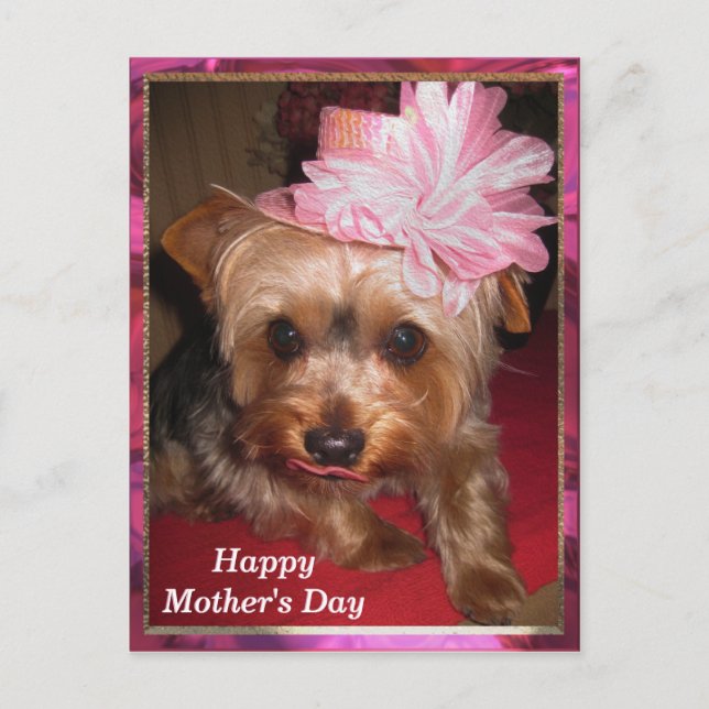 Happy Mother's Day Yorkie Postcard (Front)
