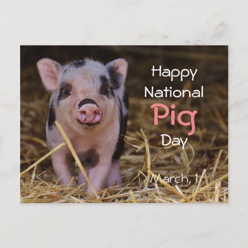 Happy National Pig Day March 1 Postcard