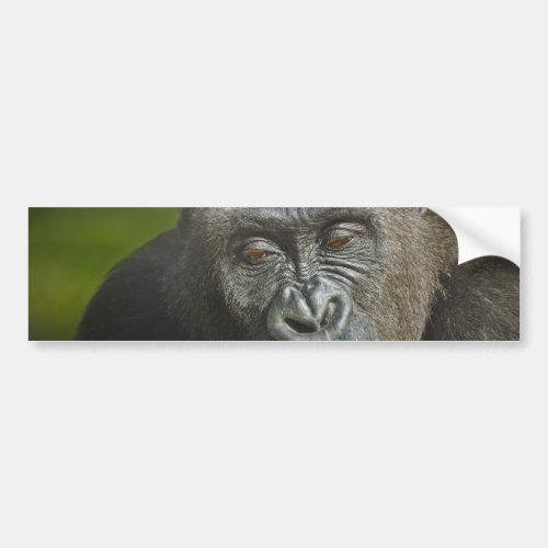 Happy New Year of the Monkey Gorilla Astrology Bumper Sticker