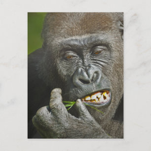 Happy New Year of the Monkey Gorilla Astrology Holiday Postcard