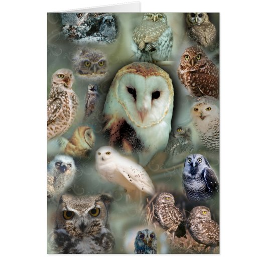 Happy Owls Cards (Front)