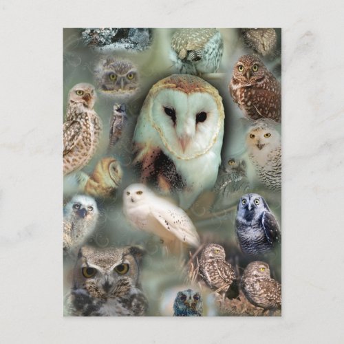 Happy Owls Postcard