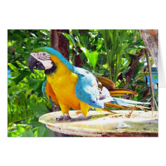 Happy Parrot Cards (Front Horizontal)