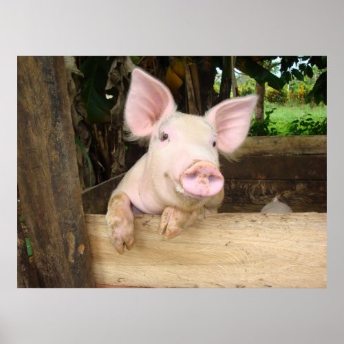 Happy Pig Poster