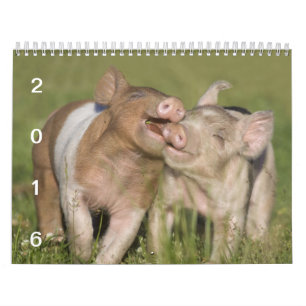 Happy Piglets - 2016 Pig Calendar