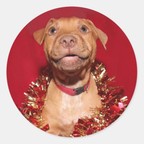 Happy pitbull puppy Christmas Classic Round Sticker